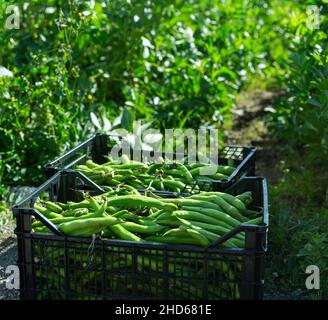 Freshly harvested beans in boxes Stock Photo