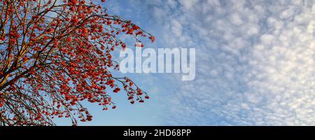 Rowan tree branches with red berries on a blue sky with wonderful white fluffy clouds background. Bright colors of winter nature in  sunny weather. Wi Stock Photo