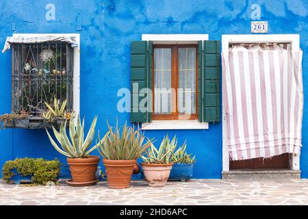 Close up of a weathered light-blue plaster facade with windows and a door, and potted plants lined on the pavement Stock Photo