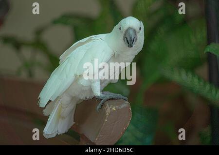 A beautiful parrot perched on a bench. Mostly found in tropical and subtropical regions Stock Photo