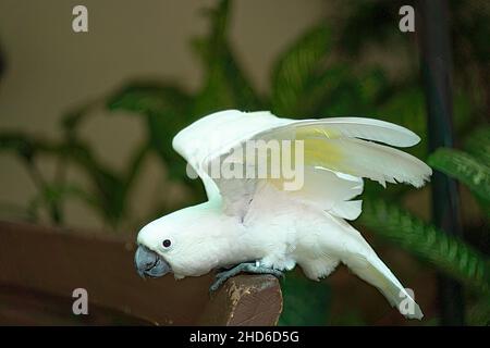 A beautiful parrot perched on a bench. Mostly found in tropical and subtropical regions Stock Photo