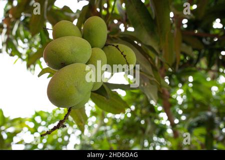 A bunch of young mango fruits hanging from the tree. Selective focus points. Blurred background Stock Photo