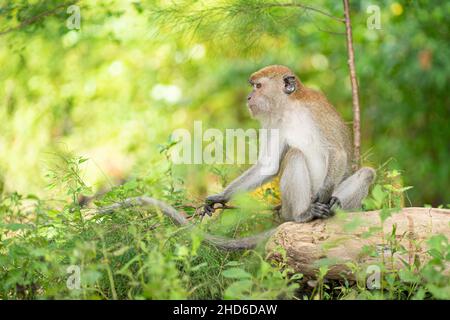 A monkey sitting on a fallen log. Selective focus points Stock Photo