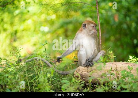 A monkey sitting on a fallen log. Selective focus points Stock Photo