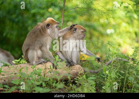 A monkey pats the other one's head while sitting together on a fallen log. Selective focus points Stock Photo