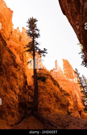 Trees growing out of red rock along the Navajo Trail Loop in Bryce Canyon National Park - Utah, USA Stock Photo