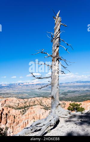 Dried tree overlooking the amphitheater at Bryce Canyon National Park - Utah, USA Stock Photo