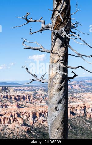 Dried tree overlooking the amphitheater at Bryce Canyon National Park - Utah, USA Stock Photo