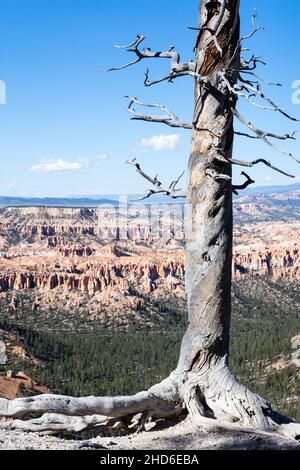 Dried tree overlooking the amphitheater at Bryce Canyon National Park - Utah, USA Stock Photo