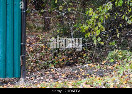 Hole in the fence repaired with barbed wire, outdoor horizontal shot Stock Photo