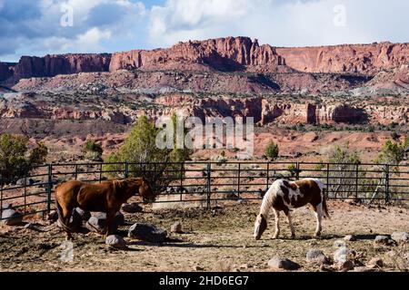 Horses in corrals at the entrance to Capitol Reef National Park in Torrey, Utah Stock Photo