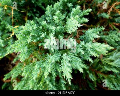 Juniperus occidentalis, western juniper. Branches with green needles. Summer sunny day in a garden in Siberia Russia Stock Photo