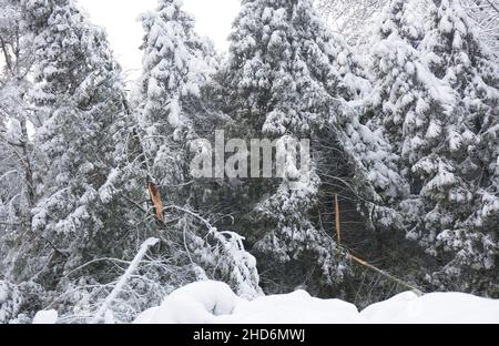 Snow damaged, broken thuja, arborvitae trees after a heavy snow storm in winter. Stock Photo