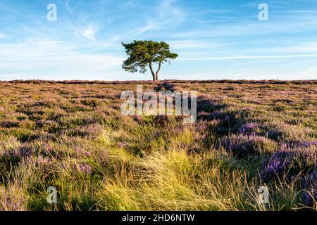 Evening at the lone tree on Egton moor above the village of Egton Bridge Stock Photo