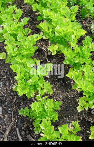 Apium graveolens 'Celebrity', Celery 'Celebrity', Self-blanching celery 'Celebrity'. Young plants growing in a bed Stock Photo