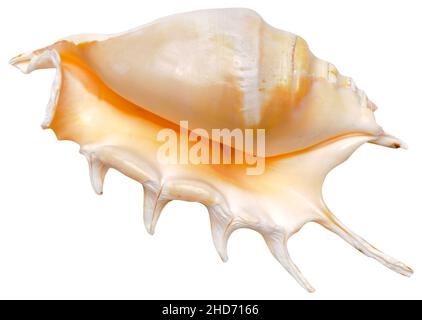 beautiful isolated marine shell on white background.