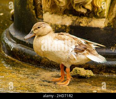 Closeup of a Domestic duck old brown standing on a grunge tough ground in San Anton Gardens, Malta Stock Photo