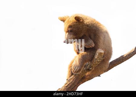 Hanging in there. Bear cub on a dead tree observing from above Stock Photo