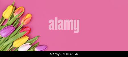 Banner with colorful tulip spring flower bouquet in corner of pink background with copy space