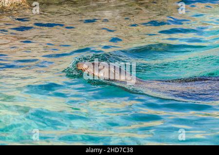 A California Sea Lion Swimming in a Pool and Enjoyng the Moment with Eyes Closed Stock Photo
