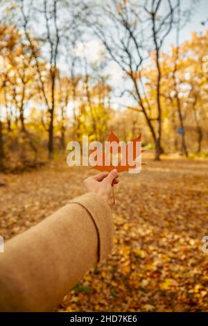 Heart shaped autumn maple leaf in hand Stock Photo