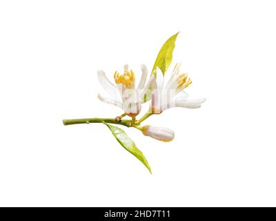 Lemon tree branch with white flowers, buds and leaves isolated on white. Neroli blossom. Citrus bloom. Stock Photo