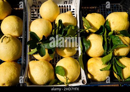 Still life with lemons, Capri, Campania, Italy Stock Photo