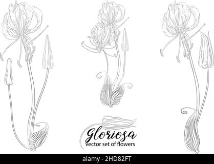 vector set of flowers and beads glorasa Gloriosa Stock Vector