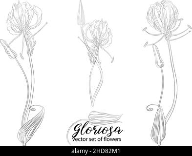 vector set of flowers and beads glorasa Gloriosa Stock Vector