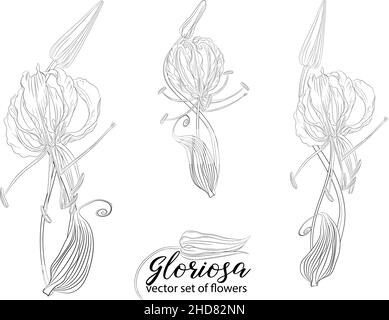 vector set of flowers and beads glorasa Gloriosa Stock Vector