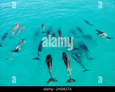 Created by dji camera, in Esperance Western Australia, a group of dolphins in the ocean Stock Photo