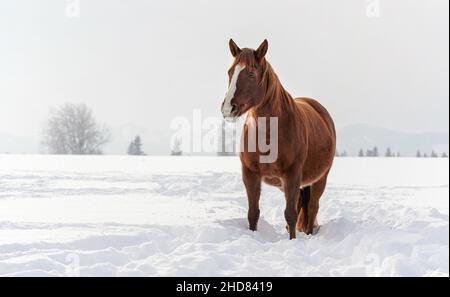 Dark brown horse wades on snow covered field, blurred trees in background, space for text left side Stock Photo