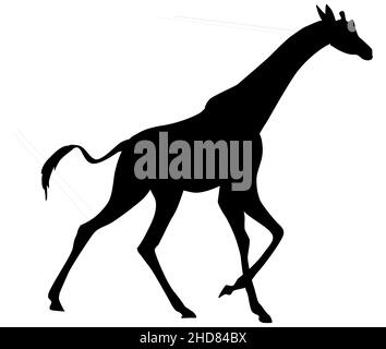 Vector illustration of a black silhouette giraffe running. Isolated on white background. Icon, Label and logo. Giraffe side view profile. Stock Vector