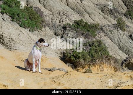 A fox terrier and pointer cross mix breed dog, with hazel eyes, near blue clay slopes and limestone. Stock Photo