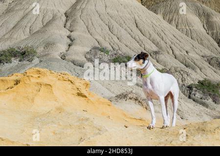 A fox terrier and pointer cross mix breed dog, with hazel eyes, near blue clay slopes and limestone. Stock Photo