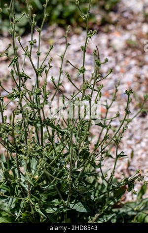 Cichorium intybus flower growing in meadow, close up Stock Photo