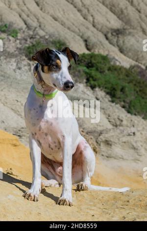 A fox terrier and pointer cross mix breed dog, with hazel eyes, near blue clay slopes and limestone. Stock Photo