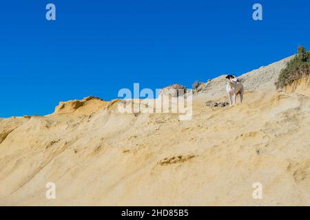 A fox terrier and pointer cross mix breed dog, with hazel eyes, near blue clay slopes and limestone. Stock Photo