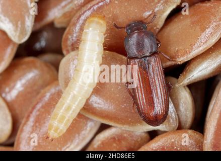 Larva and beetle of confused flour beetle Tribolium confusum known as a flour beetle on flax seeds. high magnification. Stock Photo