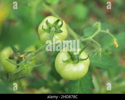 Green unripe tomatoes in greenhouse. Hairy and fuzzy tomato plant, selective focus. Organic farming Stock Photo