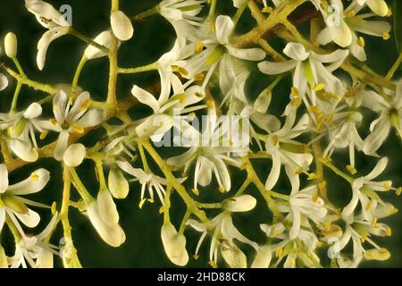 Macro view of isolated Blackthorn (Bursaria spinosa) flowers. Australian native plant. Stock Photo
