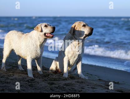 two yellow labradors playing at the seashore in summer Stock Photo