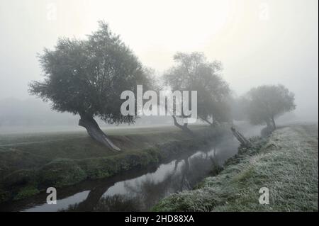Willow trees grow along Beverley Brook, foggy morning in Richmond Park Surrey England UK. Stock Photo