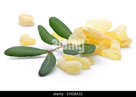 Chios mastic tears with lentisk (Pistacia lentiscus) leaves on a white background Stock Photo