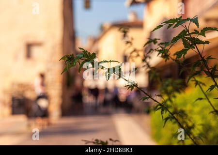 Branch leaves historic city in Lazise in Italy on Garda Lake Stock Photo