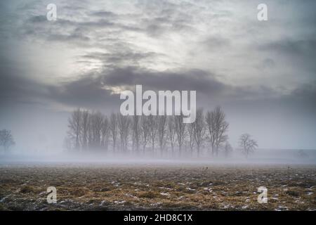 Row of isolated poplar trees on the edge of a field in atmospheric winter fog, UK landscape scene. Stock Photo