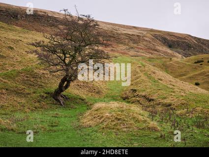 Hawthorn by a green path up to Alport Moor above Rowlee Farm in the Derbyshire High Peak UK Stock Photo