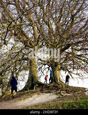 The Avebury beeches on the massive earthworks of the Neolithic henge in Wiltshire UK Stock Photo