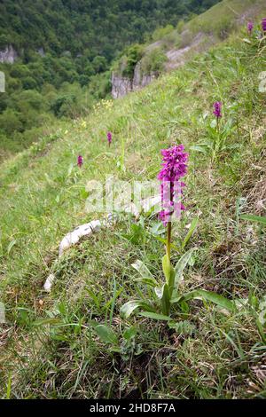 Early Purple Orchid Orchis mascula at Deep Dale in the Derbyshire Peak District UK Stock Photo