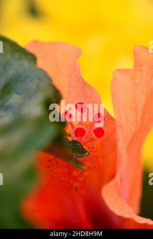 close up of an orange hibiscus bloom with a green leaf in the foreground and yellow hibiscus flower in the background Stock Photo